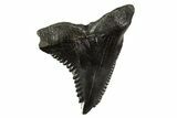 Huge, Snaggletooth Shark (Hemipristis) Tooth - South Carolina #340308-1